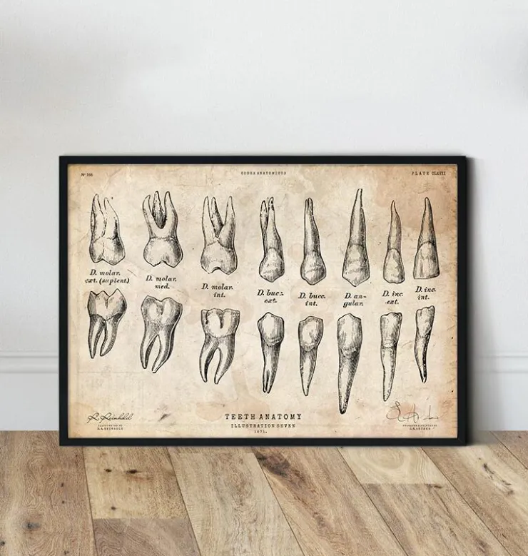 Tableau d'anatomie des dents-Codex Anatomicus Sale