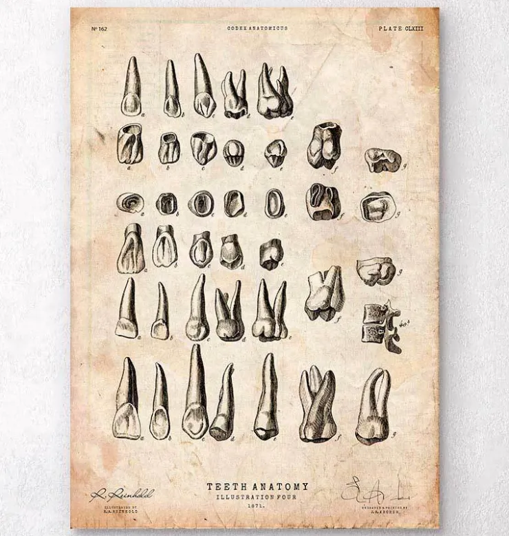 Tableau des dents vintage-Codex Anatomicus Online