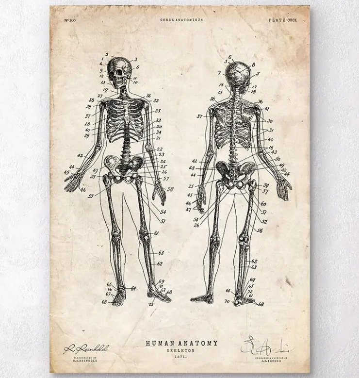 Tableau du squelette humain-Codex Anatomicus Outlet