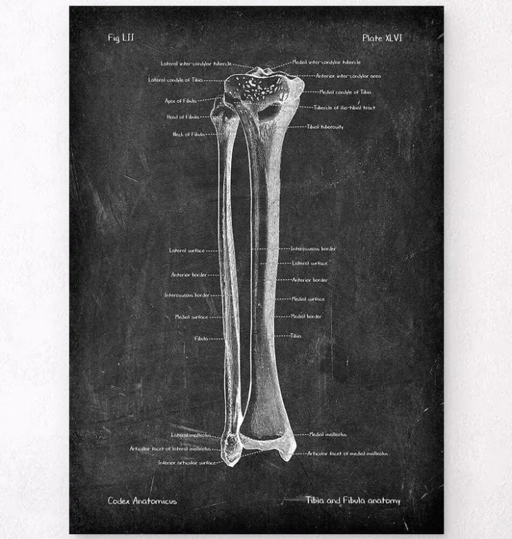 Tibia et fibula - Chalkboard-Codex Anatomicus Clearance