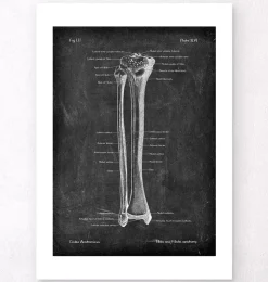 Tibia et fibula - Chalkboard-Codex Anatomicus Clearance