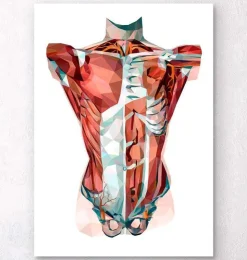 Torse géométrique-Codex Anatomicus Best