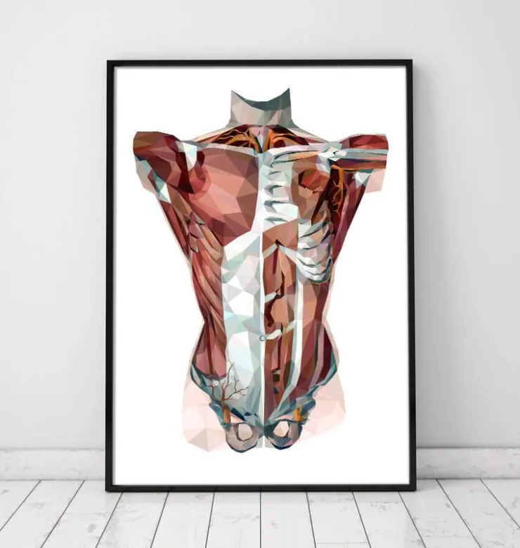 Torse géométrique-Codex Anatomicus Best