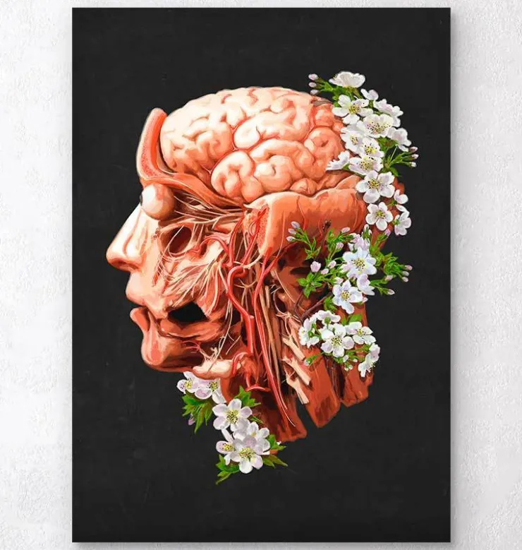 Tête, cerveau et artères - Floral - Noir-Codex Anatomicus Sale