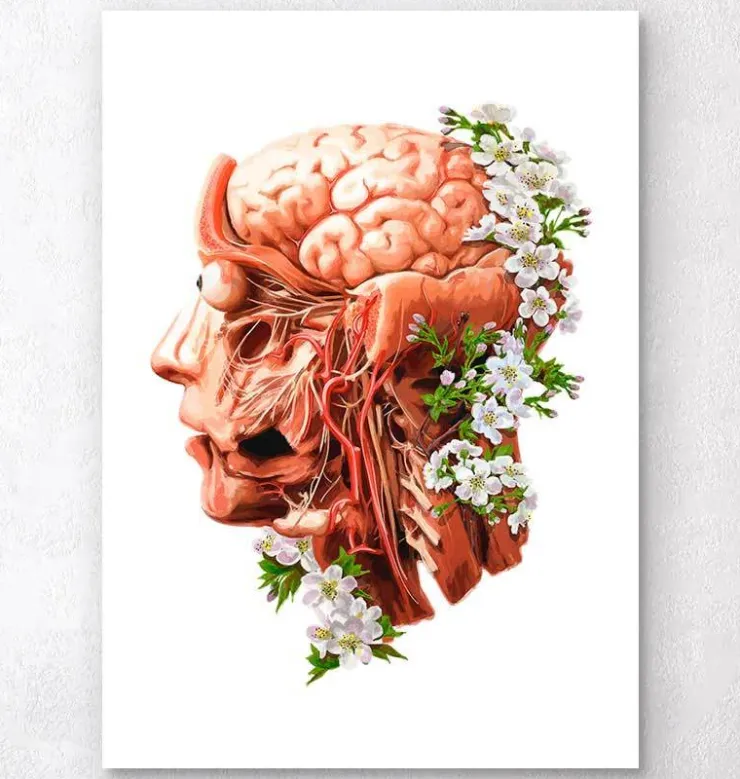 Tête, cerveau et artères - Floral - Blanc-Codex Anatomicus