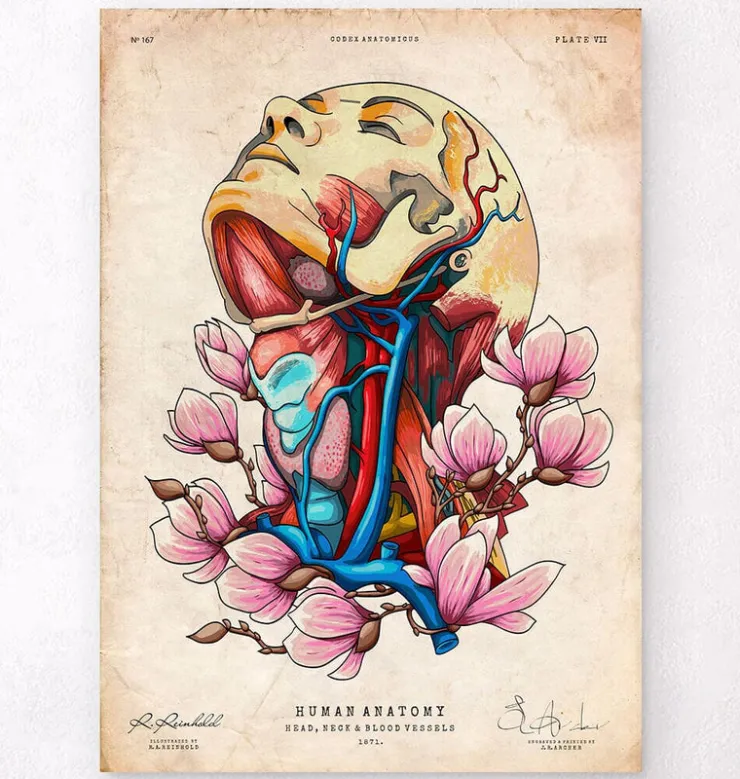 Tête, cou et artères - Floral - Vieux papier-Codex Anatomicus Outlet