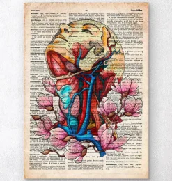 Tête, cou et artères - Page du dictionnaire-Codex Anatomicus Clearance