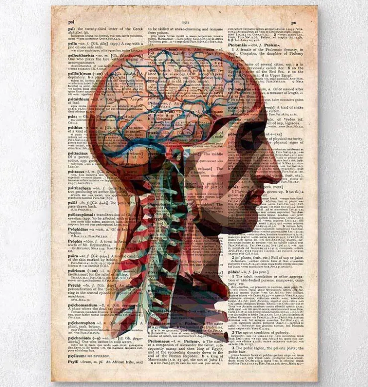 Tête et cerveau - Dictionnaire-Codex Anatomicus