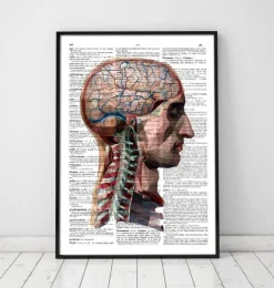 Tête et cerveau - Page du dictionnaire-Codex Anatomicus New