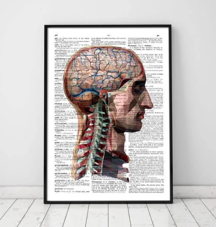 Tête et cerveau - Page du dictionnaire-Codex Anatomicus New