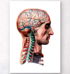 Tête et cerveau géométriques-Codex Anatomicus Clearance