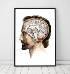 Tête et cerveau géométriques II-Codex Anatomicus New