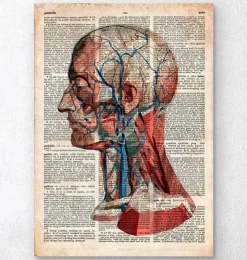 Tête géométrique - Dictionnaire-Codex Anatomicus New