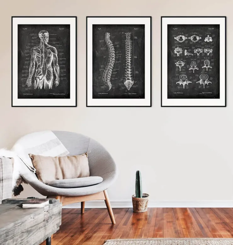 Types de vertèbres - Chalkboard-Codex Anatomicus Discount