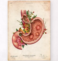 Ulcère gastrique - Floral - Vieux Papier-Codex Anatomicus Online