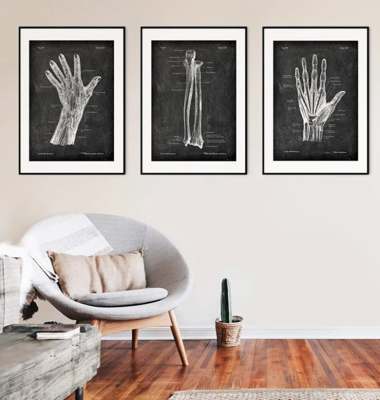 Ulna et radius - Chalkboard-Codex Anatomicus Hot