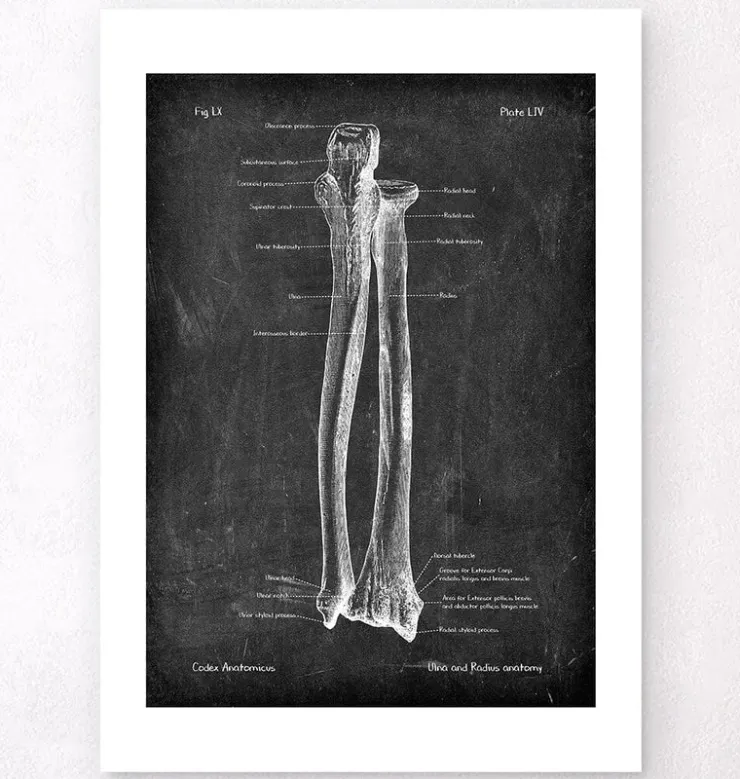 Ulna et radius - Chalkboard-Codex Anatomicus Hot