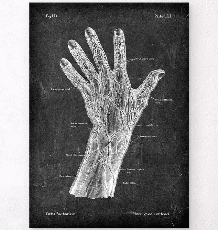Vaisseaux sanguins de la main - Chalkboard-Codex Anatomicus Best