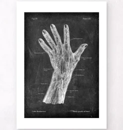 Vaisseaux sanguins de la main - Chalkboard-Codex Anatomicus Best