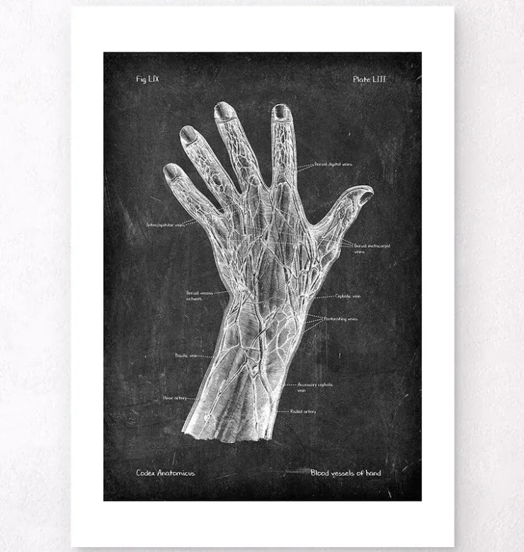 Vaisseaux sanguins de la main - Chalkboard-Codex Anatomicus Best