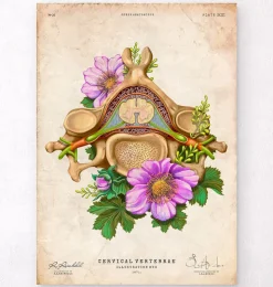 Vertèbre cervicale - Floral - Vintage-Codex Anatomicus Discount