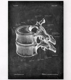 Vertèbre thoracique - Chalkboard-Codex Anatomicus