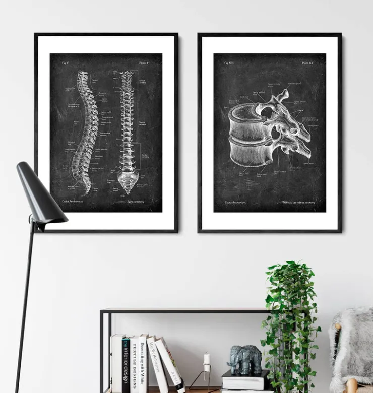 Vertèbre thoracique - Chalkboard-Codex Anatomicus