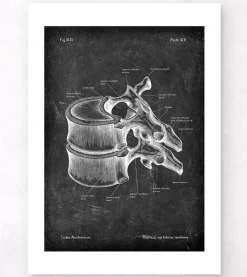 Vertèbre thoracique - Chalkboard-Codex Anatomicus