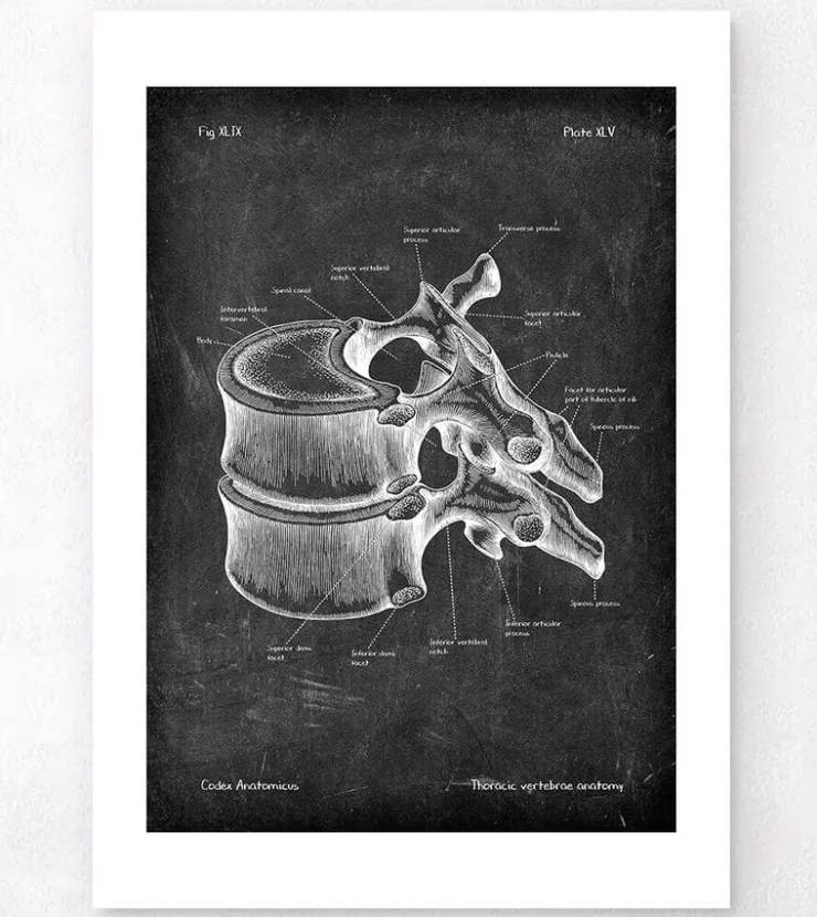 Vertèbre thoracique - Chalkboard-Codex Anatomicus