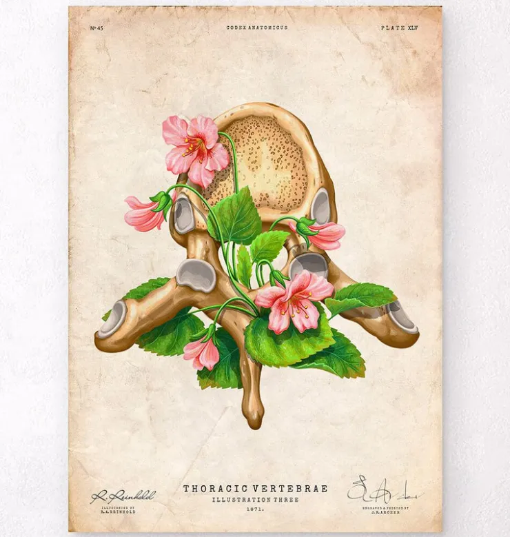 Vertèbre thoracique - Floral - Vintage-Codex Anatomicus Clearance