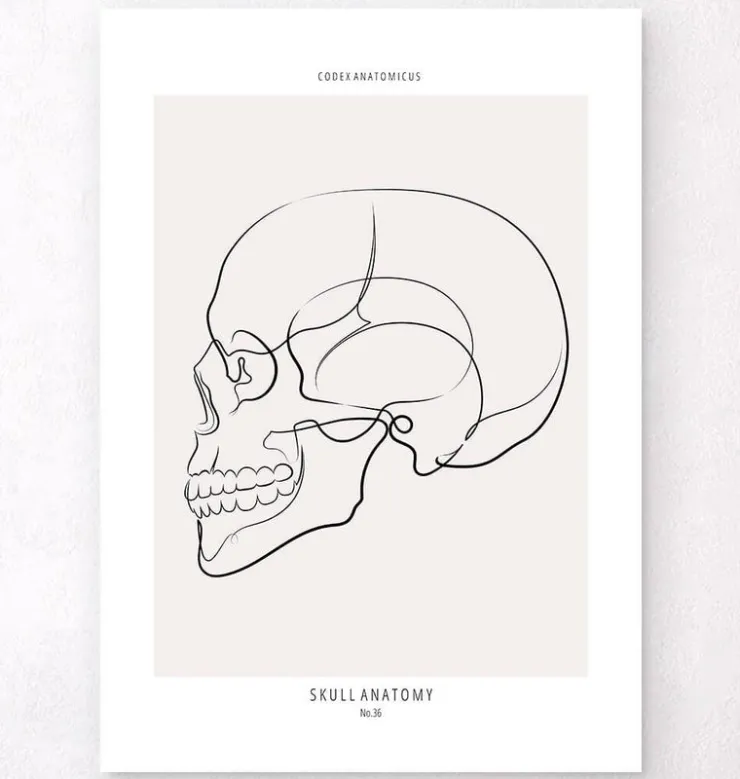 Vue latérale du crâne - Line Art-Codex Anatomicus Discount